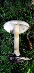 Agrocybe putaminum