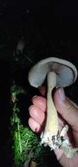 Agrocybe putaminum