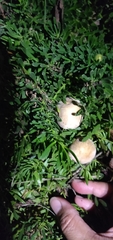 Agrocybe putaminum