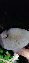Agrocybe putaminum