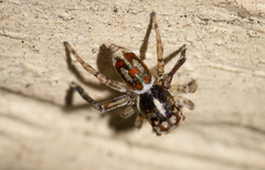 Maratus leo