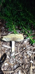 Agrocybe putaminum