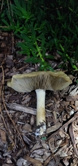 Agrocybe putaminum