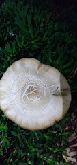 Agrocybe putaminum