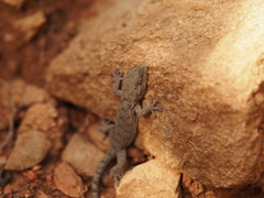 Gekko swinhonis