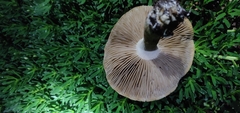 Agrocybe putaminum