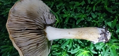 Agrocybe putaminum