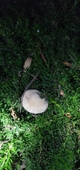 Agrocybe putaminum