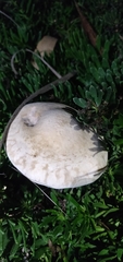 Agrocybe putaminum