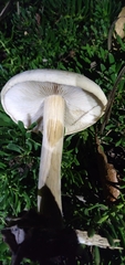 Agrocybe putaminum