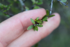 Coprosma propinqua propinqua