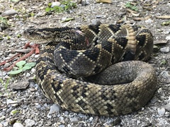 Crotalus totonacus