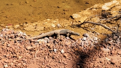 Varanus panoptes rubidus