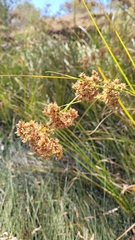 Cladium procerum