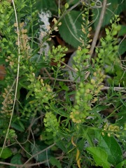 Lepidium austrinum