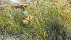 Cladium procerum