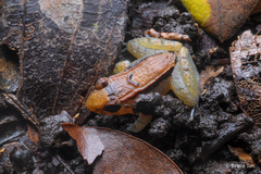 Limnonectes palavanensis