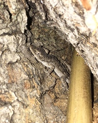 Mediodactylus orientalis