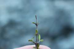 Coprosma propinqua propinqua