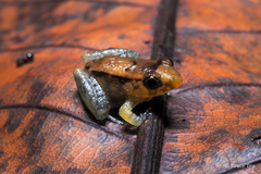 Limnonectes palavanensis
