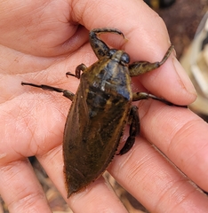 Lethocerus distinctifemur