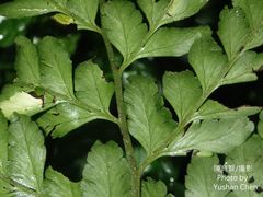 Microlepia obtusiloba