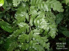 Microlepia obtusiloba