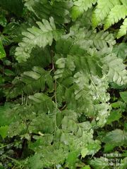 Microlepia obtusiloba