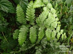 Microlepia obtusiloba