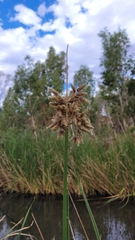 Schoenoplectus subulatus