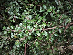 Coprosma quadrifida