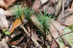Dawsonia superba