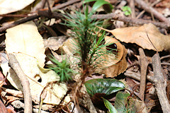 Dawsonia superba