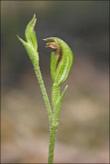 Pterostylis clivosa