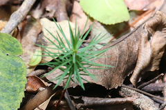 Dawsonia superba