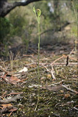 Pterostylis clivosa