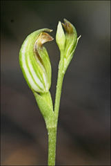 Pterostylis clivosa