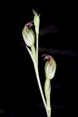 Pterostylis clivosa
