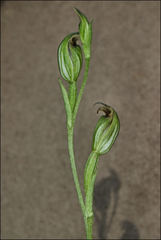 Pterostylis clivosa