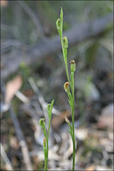 Pterostylis clivosa