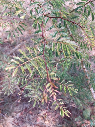 Senegalia galpinii