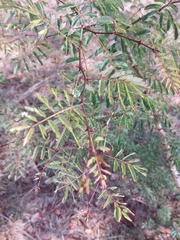 Senegalia galpinii