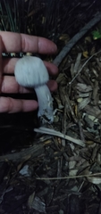Leucoagaricus barssii