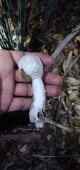 Leucoagaricus barssii