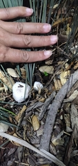 Leucoagaricus barssii