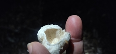 Leucoagaricus barssii