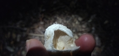 Leucoagaricus barssii