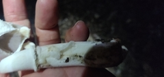 Leucoagaricus barssii