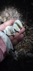 Leucoagaricus barssii