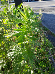 Artemisia verlotiorum